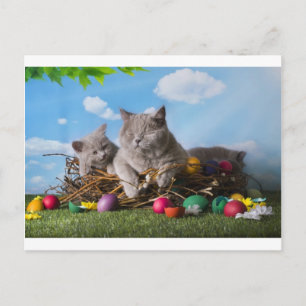 Easter Cats Holiday Postcard