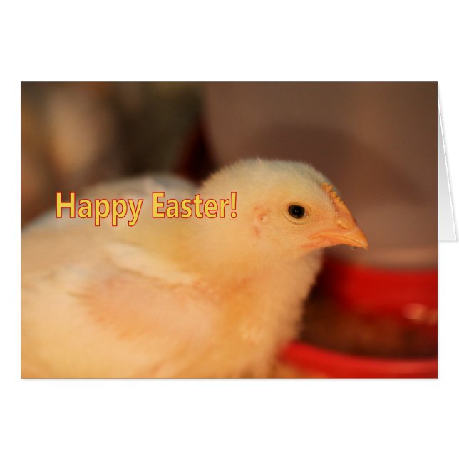 Easter chick (Front Horizontal)