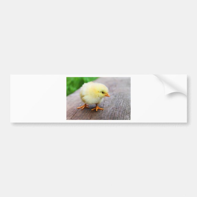 Easter Chick Bumper Sticker (Front)