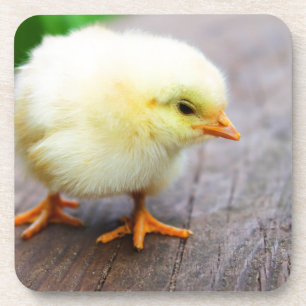 Easter Chick Coaster
