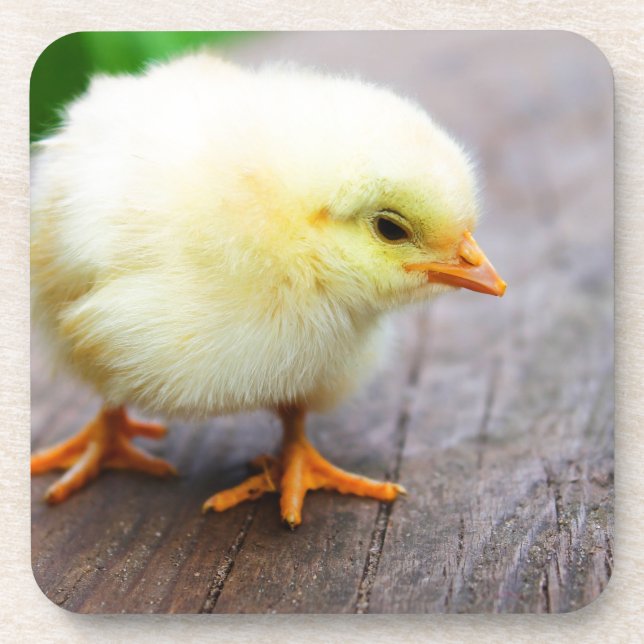 Easter Chick Coaster (Front)