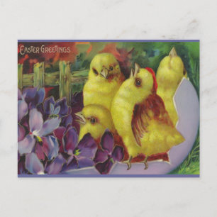 Easter Chick Greetings Holiday Postcard