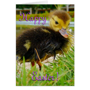 Easter Chick I