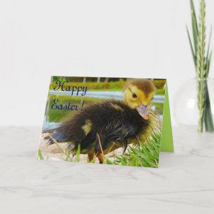 Easter Chick II Holiday Card