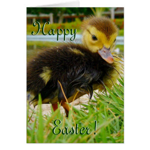 Easter Chick III