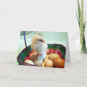 Easter Chick in an egg basket Holiday Card