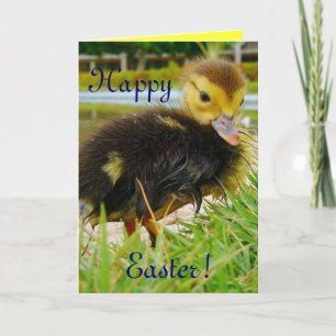 Easter Chick IV Holiday Card