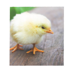 Easter Chick Notepad