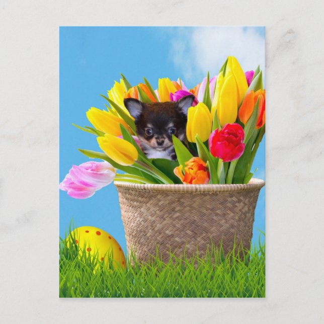 Easter Chihuahua dog Holiday Postcard (Front)
