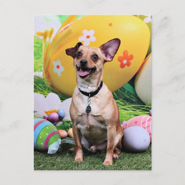 Easter - Chipin Rockwell - Chihuahua Rambo Holiday Postcard (Front)