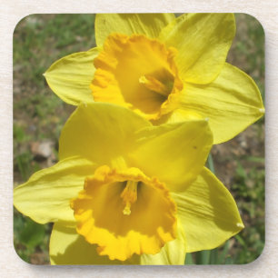 Easter Daffodils Cork Coaster
