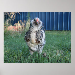 Easter Egger Rooster Poster