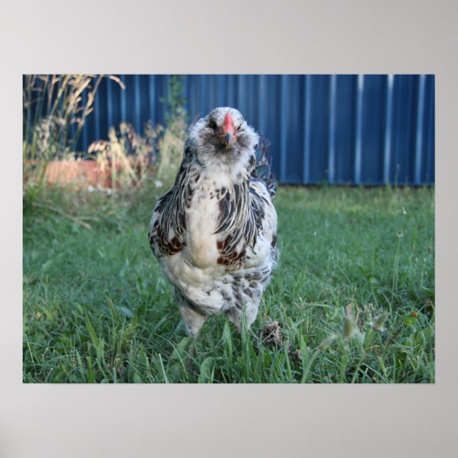 Easter Egger Rooster Poster (Front)