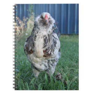 Easter Egger Rooster Spiral Notebook