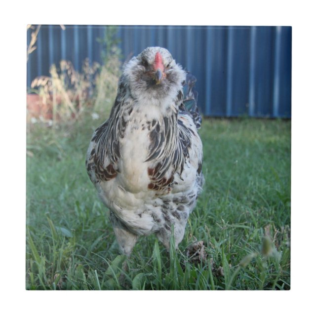 Easter Egger Rooster Tile (Front)