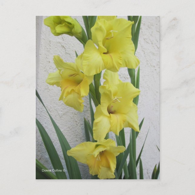 Easter Flower Holiday Postcard (Front)