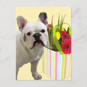 Easter French Bulldog postcard