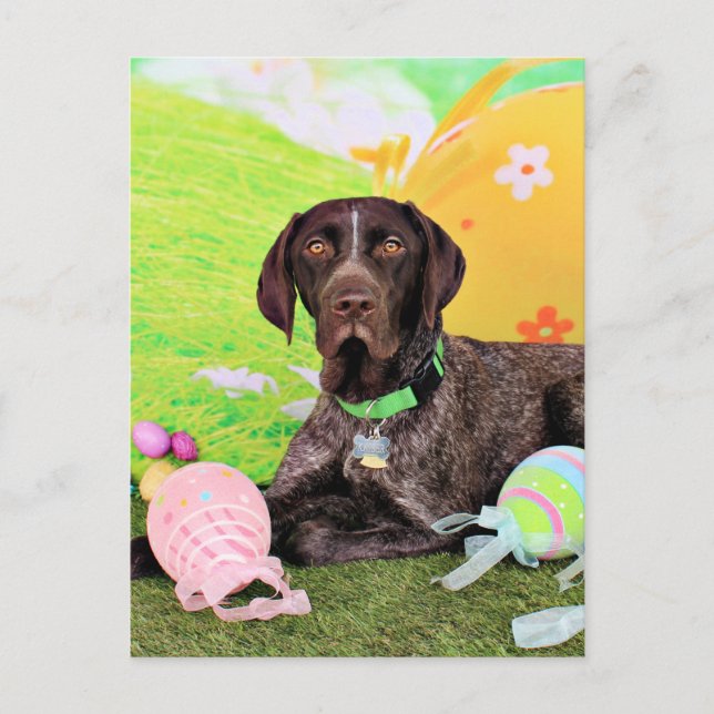 Easter - German Shorthair Pointer - Kaiser Holiday Postcard (Front)
