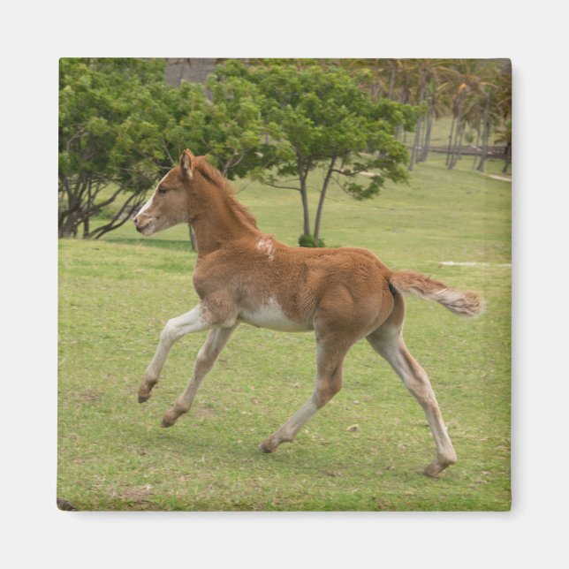 Easter Island aka Rapa Nui Magnet (Front)