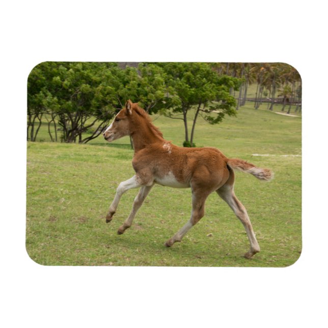 Easter Island aka Rapa Nui Magnet (Horizontal)