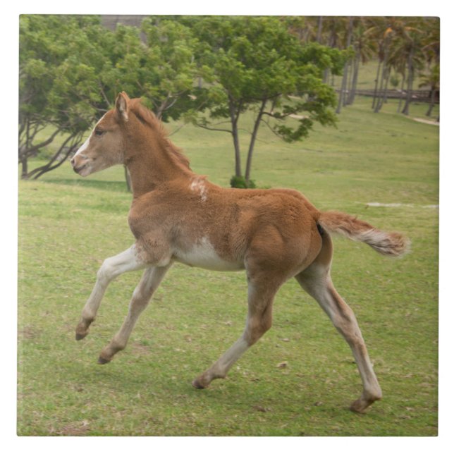 Easter Island aka Rapa Nui Tile (Front)