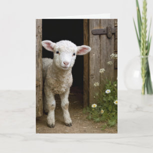 Easter Lamb In Barn Door Card