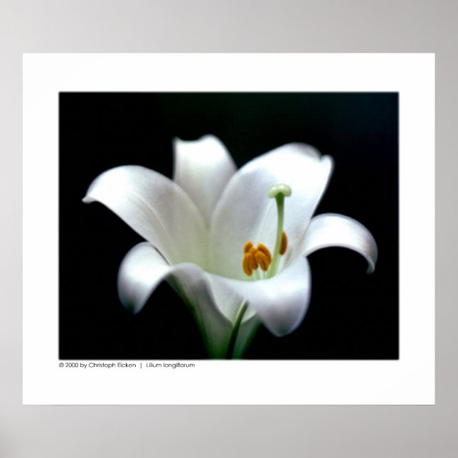 Easter lily | Lilium longiflorum Poster (Front)