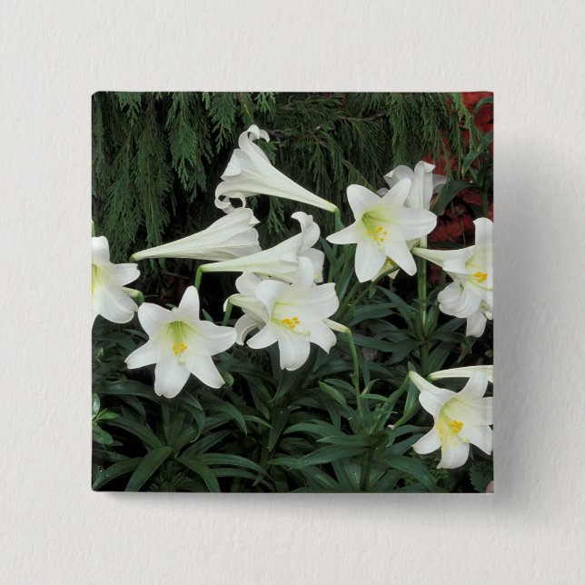 Easter Lily (Lilium regale) 15 Cm Square Badge (Front)