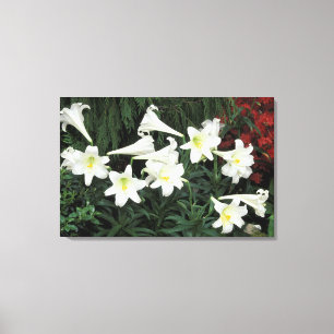 Easter Lily (Lilium regale) Canvas Print