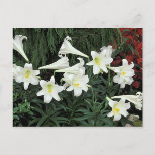 Easter Lily (Lilium regale) Holiday Postcard