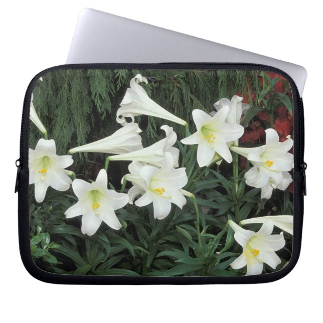 Easter Lily (Lilium regale) Laptop Sleeve (Front)