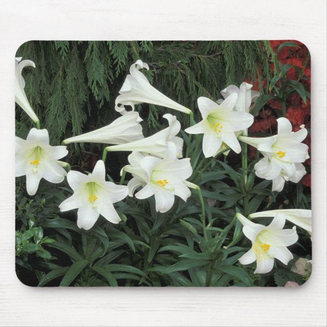 Easter Lily (Lilium regale) Mouse Pad (Front)