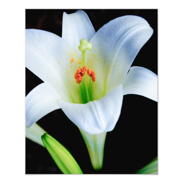 Easter Lily Photo Print (Front)