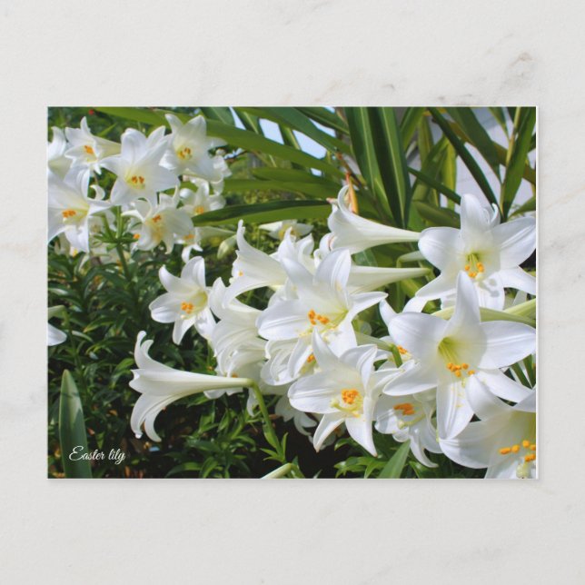 Easter lily [Postcard] ポストカード Postcard (Front)