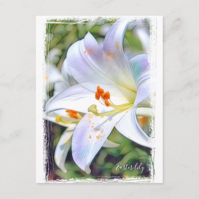 Easter lily [Postcard] ポストカード Postcard (Front)