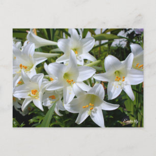 Easter lily [Postcard] ポストカード Postcard