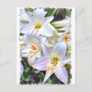 Easter lily [Postcard] ポストカード Postcard