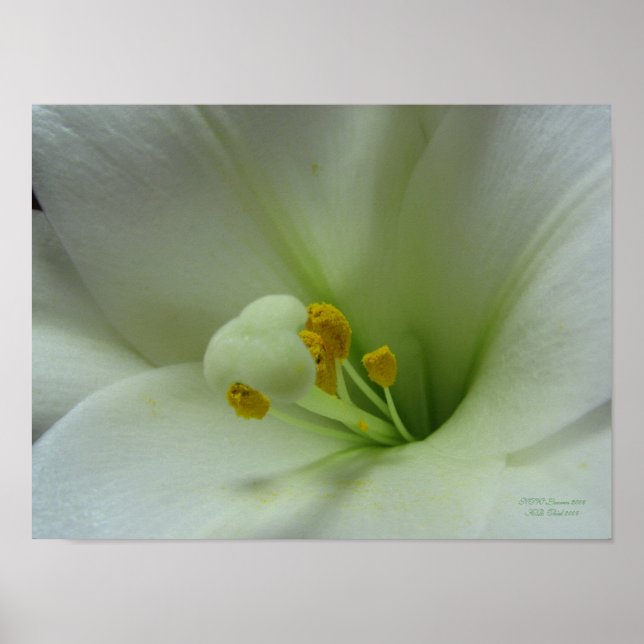 Easter Lily Poster (Front)