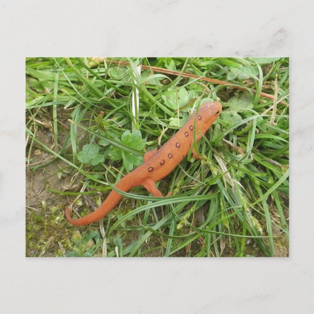 Easter Newt Eft postcard (Front)