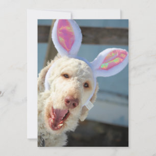 Easter Ollie Holiday Card