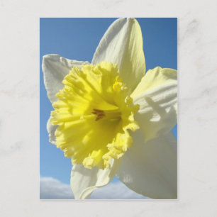 EASTER Post Cards 11 Flower Daffodils Post Card