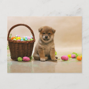 Easter Shiba Inu Holiday Postcard