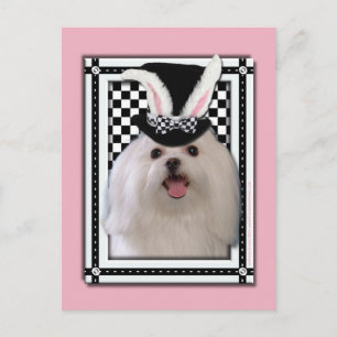 Easter - Some Bunny Loves You - Maltese Holiday Postcard