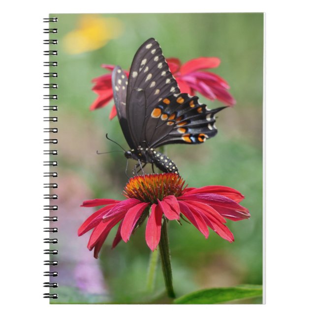 Eastern Black Swallowtail on Cone Flower Notebook (Front)