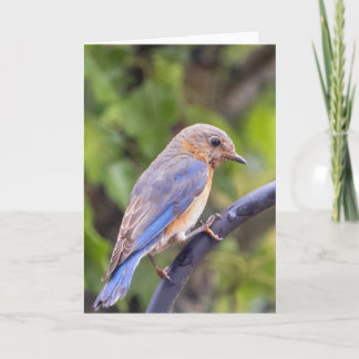 Eastern Blue Bird Blank Note Card