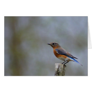 Eastern Bluebird