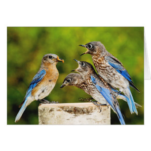 Eastern Bluebird