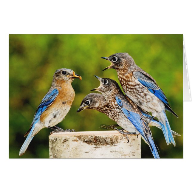 Eastern Bluebird (Front Horizontal)