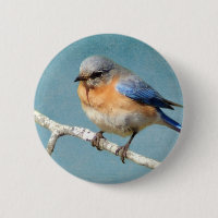 Eastern Bluebird