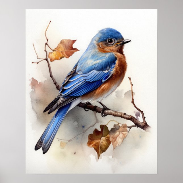 Eastern Bluebird Bird Art Print Poster  (Front)